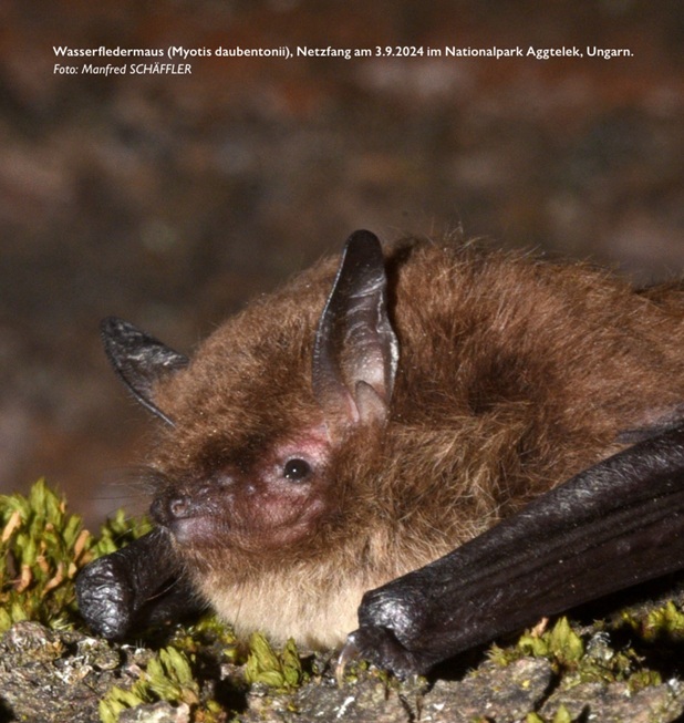 Fledermaus, Wasserfledermaus, Zwergfledermaus, Nordfledermaus