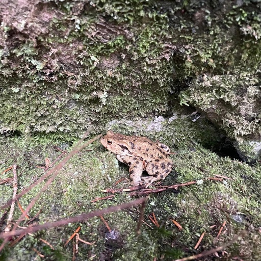 Kröte sitzt im Moos am Buhlbachsee